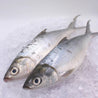 Milkfish Whole Round 虱目鱼