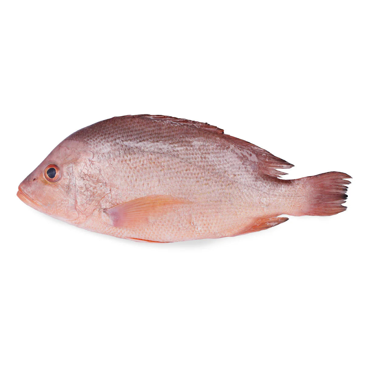 LACTOSEAFOOD® Red Snapper 红鲷鱼 – Lykkefish