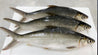 Milkfish Whole Round 虱目鱼